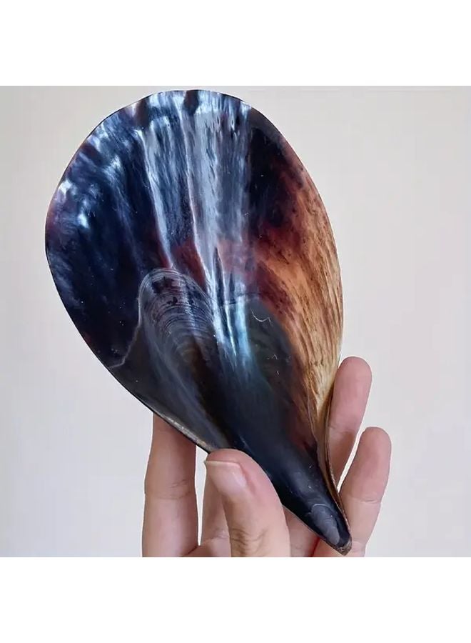 قوقعة بقرة كبيرة ملونة بالحبر، ديكور حوض أسماك على الطراز المتوسطي مصنوع يدويًا - Image 1